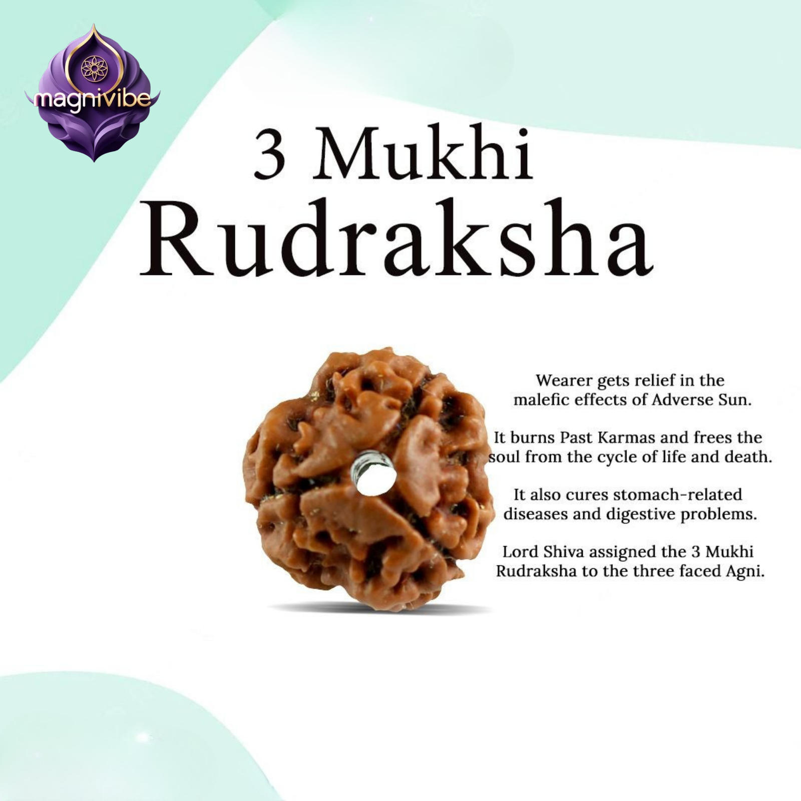 3 Mukhi Rudraksha